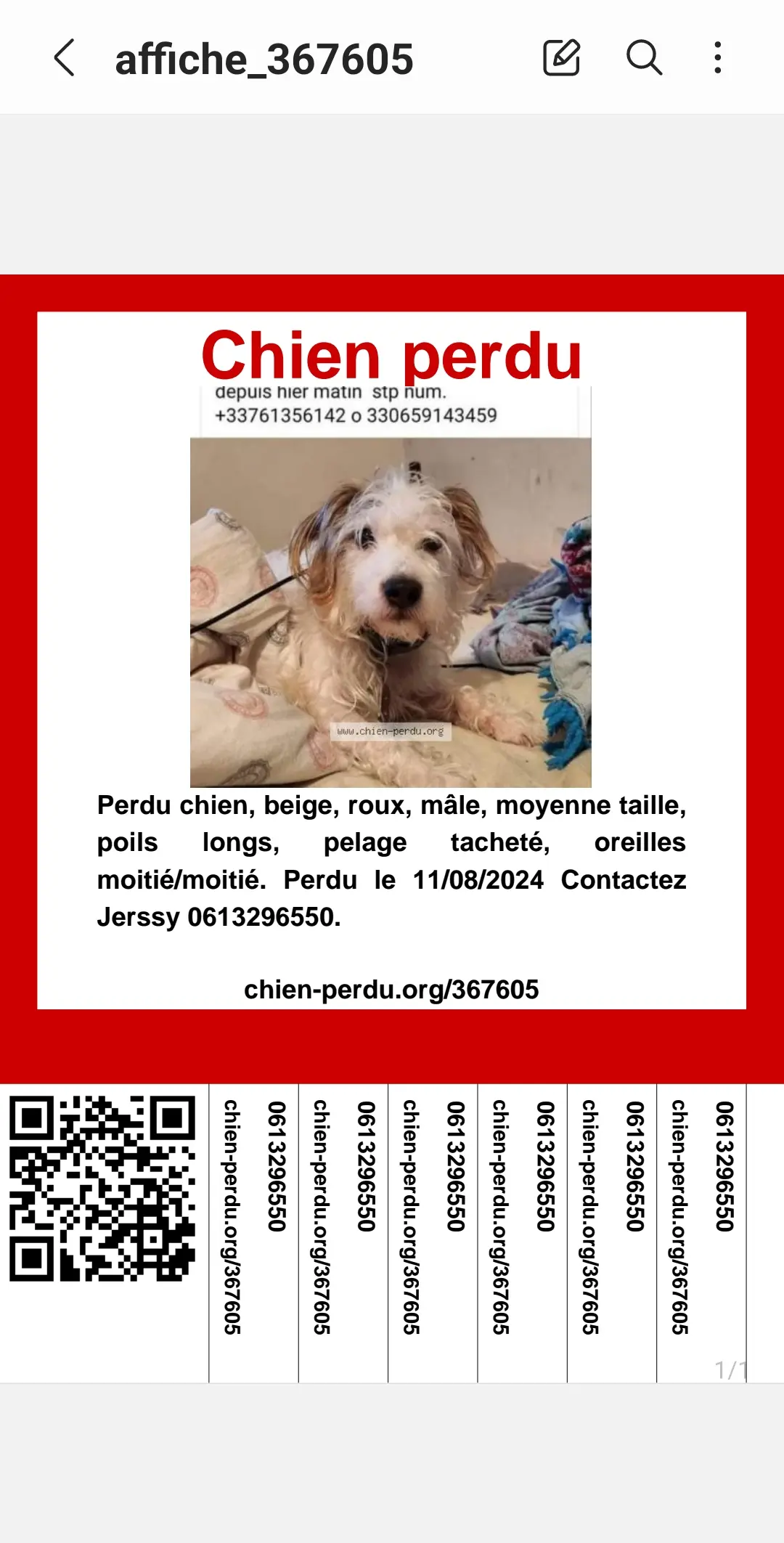 Chien Perdu 78 Yvelines - Belo