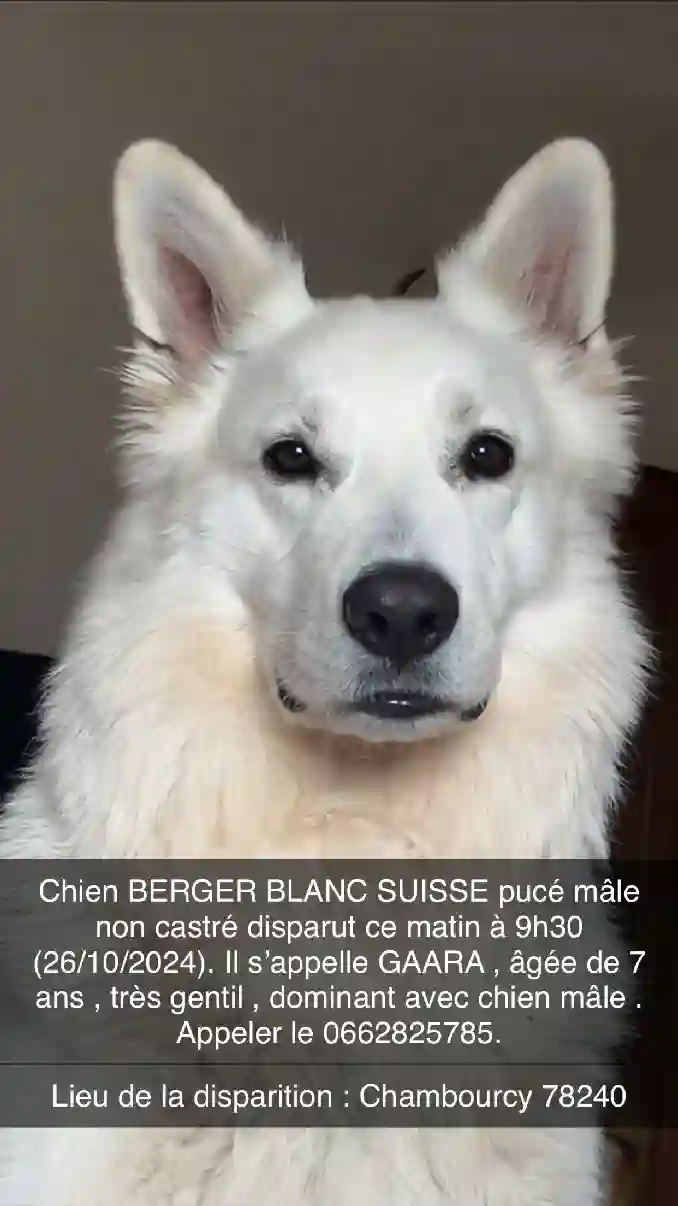 Chien Perdu 78 Yvelines - Gaara