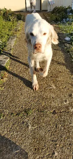 Chien Perdu 80 Somme Amiens - Ethan