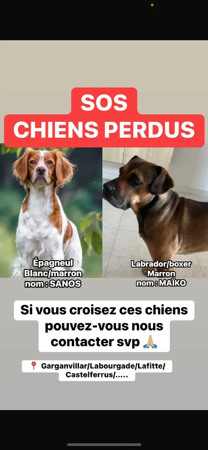 Chien Perdu 82 Tarn-et-Garonne - Maïko-et-thanos