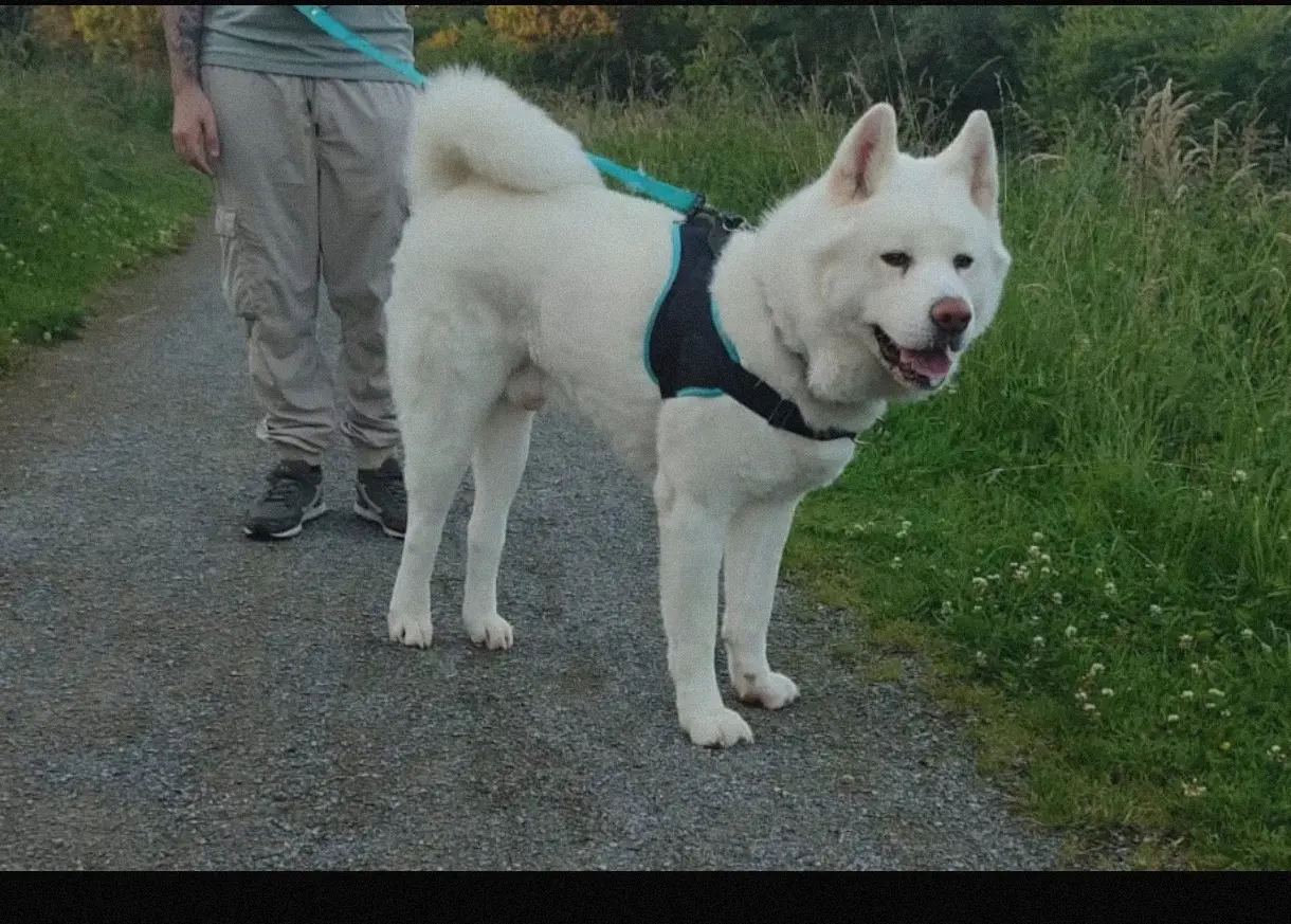 Chien Perdu 85 Vendée - Ookami