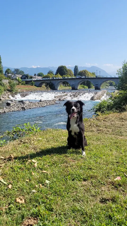 Chien Perdu 87 Haute-Vienne Limoges - Sisco