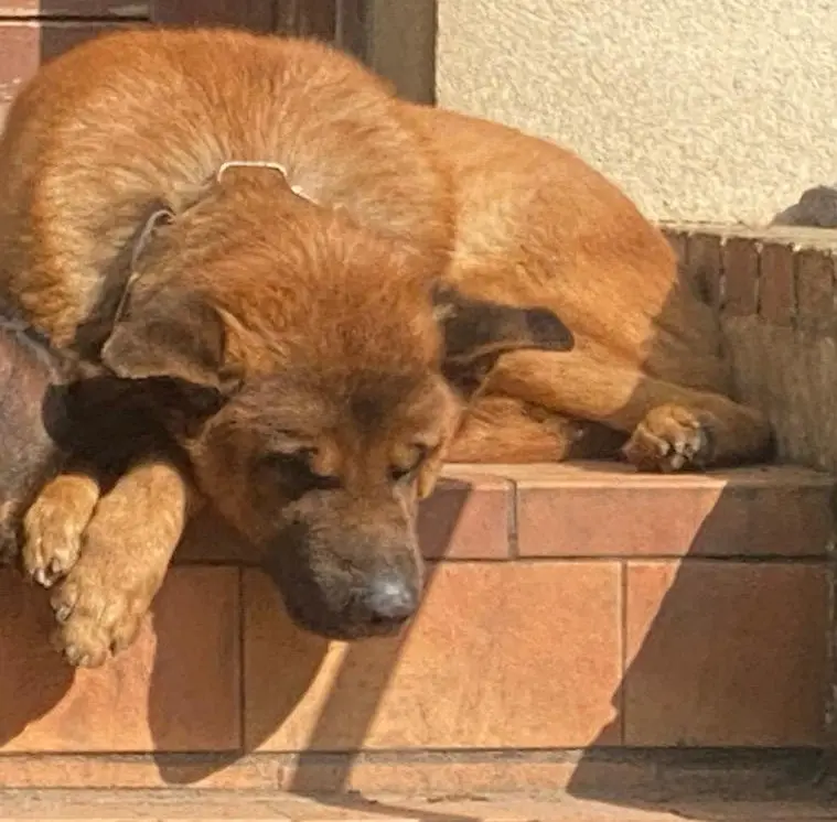 Chien Perdu 93 Seine-Saint-Denis