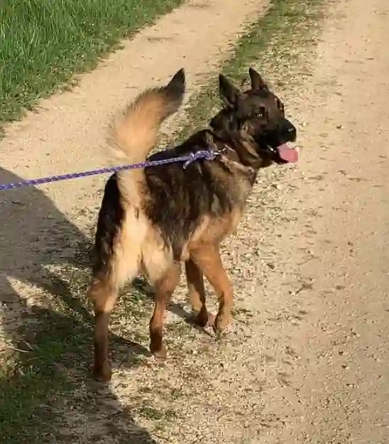 Chien Trouvé 16 Charente Graves-Saint-Amant - Buddy