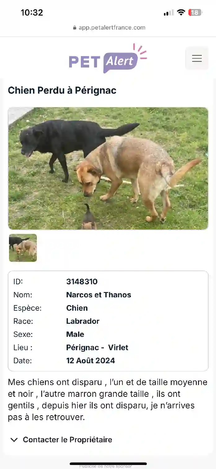 Chien Trouvé 17 Charente-Maritime - Narcos-et-thanos