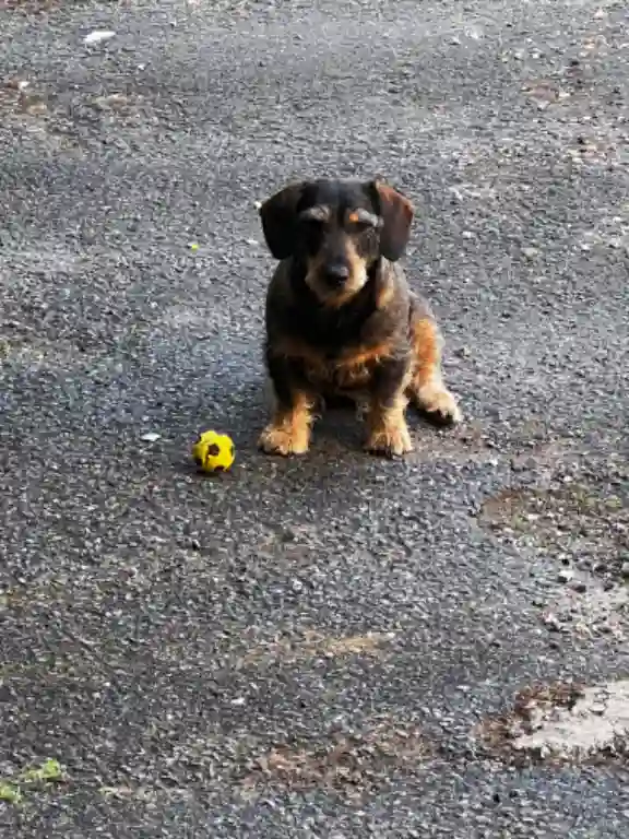 Chien Trouvé 24 Dordogne - Oskar