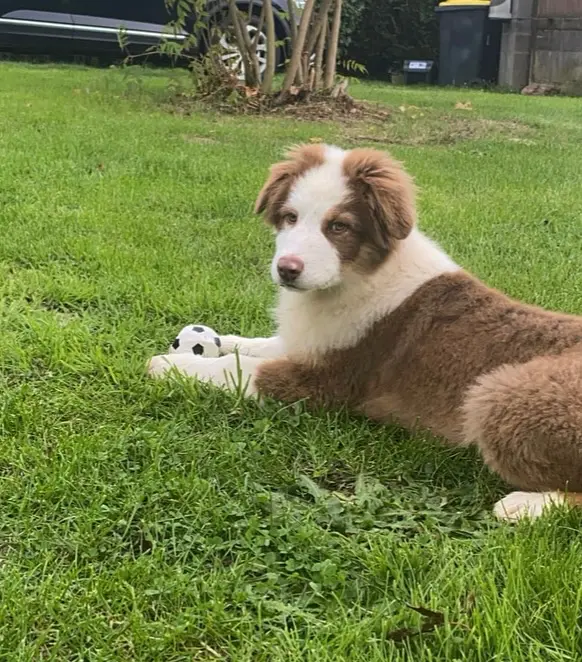 Chien Trouvé 28 Eure-et-Loir