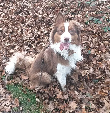 Chien Trouvé 35 Ille-et-Vilaine Mesnil-Roc'h