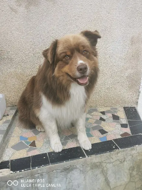 chien reunited  D 51 36230 Sarzay 