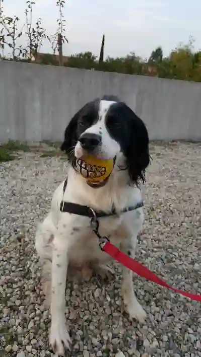 Chien Trouvé 44 Loire-Atlantique Nantes - Habou