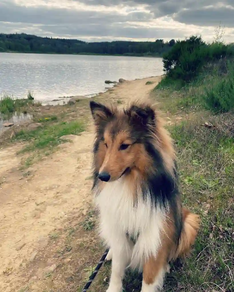 Chien Trouvé 54 Meurthe-et-Moselle Nancy - Ulyx