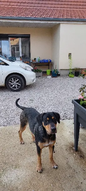 Chien Perdu 71 Saône-et-Loire - Charlie