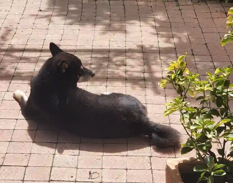 Chien Trouvé 78 Yvelines - Pablo