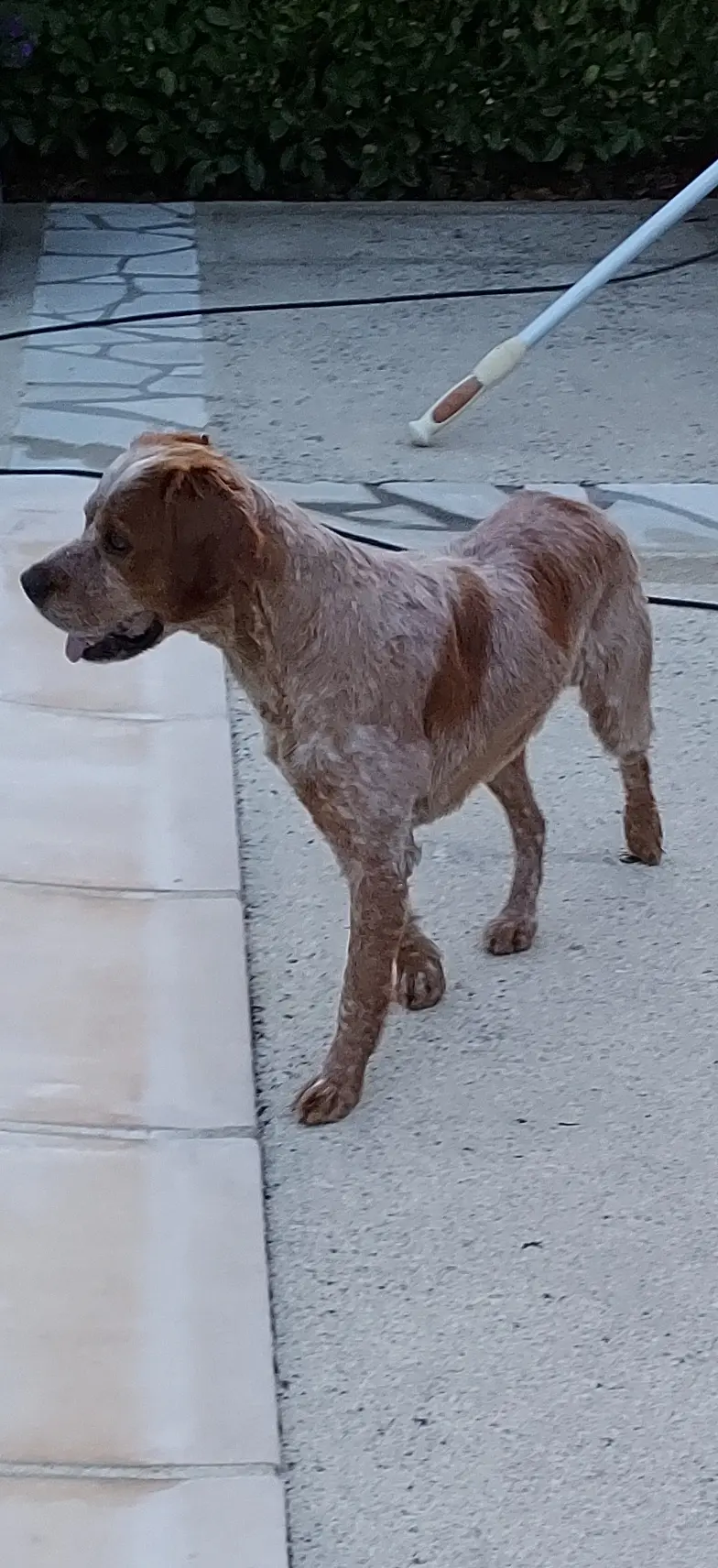 Chien Trouvé 15 Cantal - Nouki