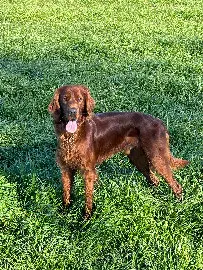 Chien Trouvé 43 Haute-Loire