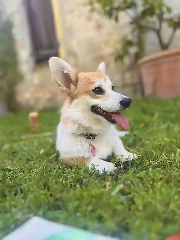 Chienne Perdue 06 Alpes-Maritimes - Flynne