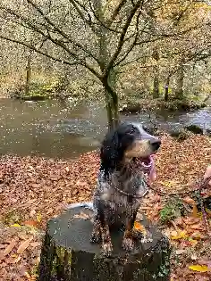 Chienne Perdue 15 Cantal - Sierra