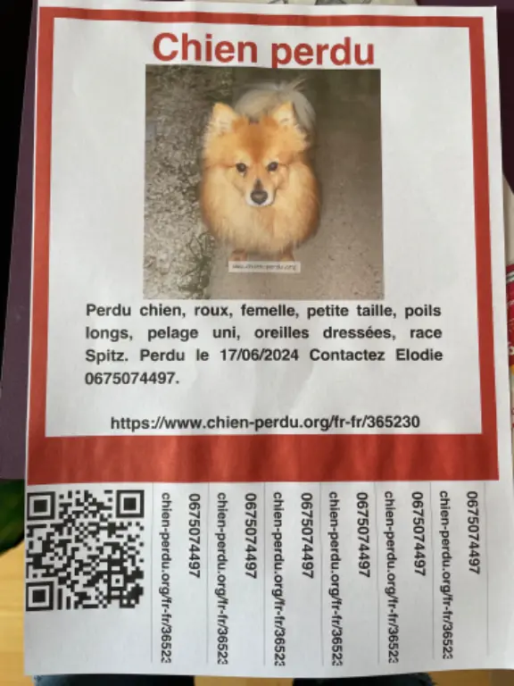 Chienne Perdue 31 Haute-Garonne - Lily