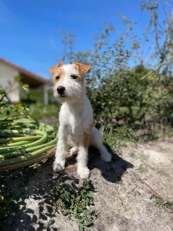 Chienne Perdue 33 Gironde - Ups