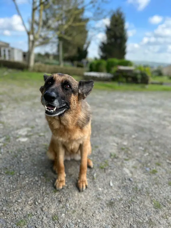 Chienne Perdue 35 Ille-et-Vilaine - Ozaka