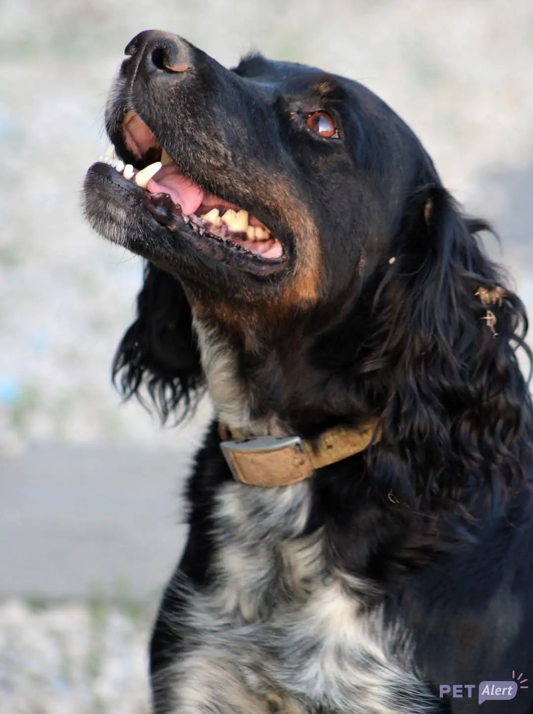 Chienne Perdue 36 Indre - Naya