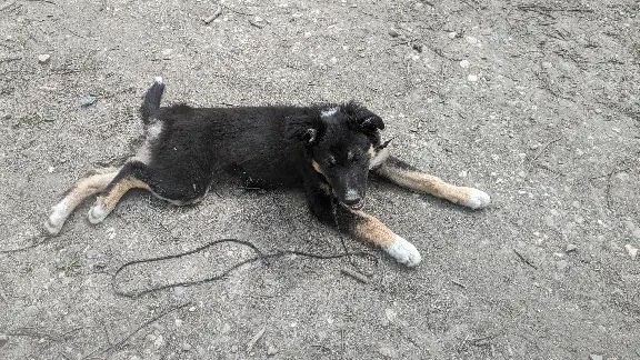 Chienne Perdue 38 Isère - Houlette