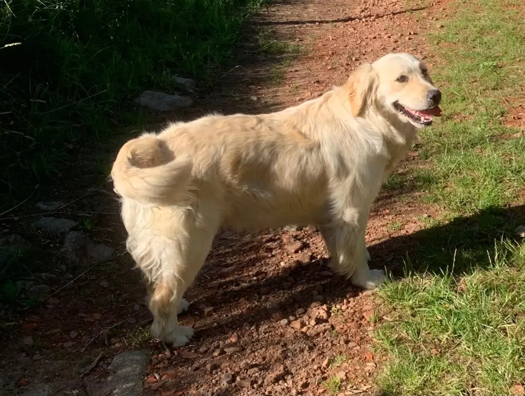 Chienne Perdue 43 Haute-Loire - Smoothie