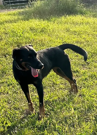 Chienne Perdue 48 Lozère - Maya