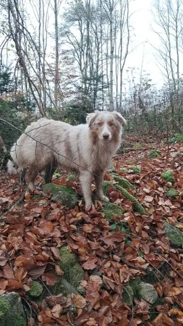 chienne lost   63600 Saint-Martin-des-Olmes Vanille