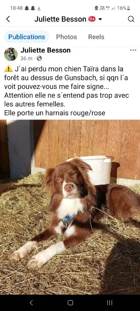 chienne lost   68140 Gunsbach Taïra