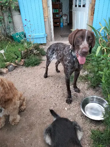 Chienne Perdue 71 Saône-et-Loire - Taya