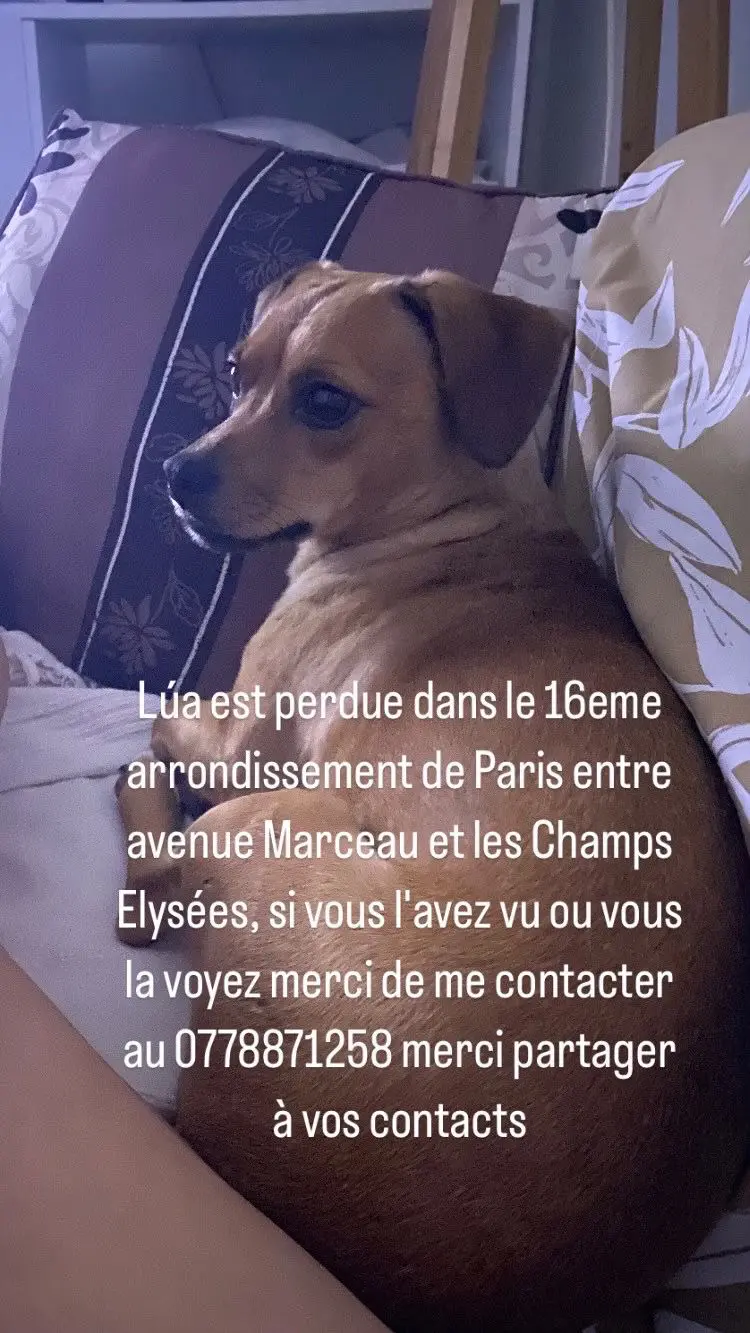 Chienne Perdue 75C Paris - Lua