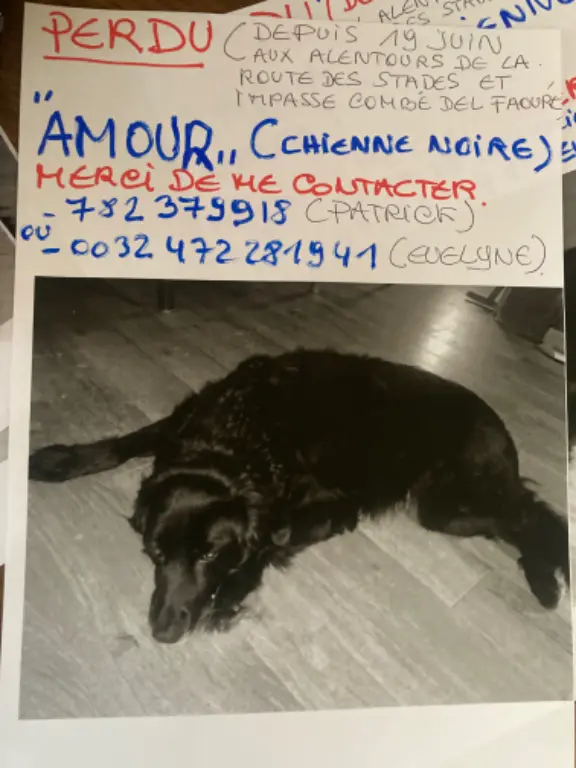 Chienne Perdue 82 Tarn-et-Garonne - Amour