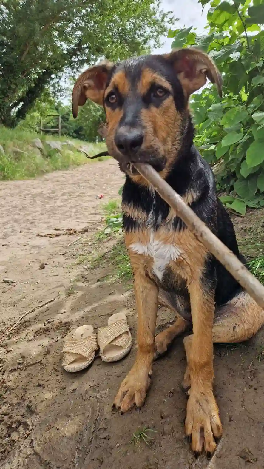 Chienne Perdue 82 Tarn-et-Garonne - Vini