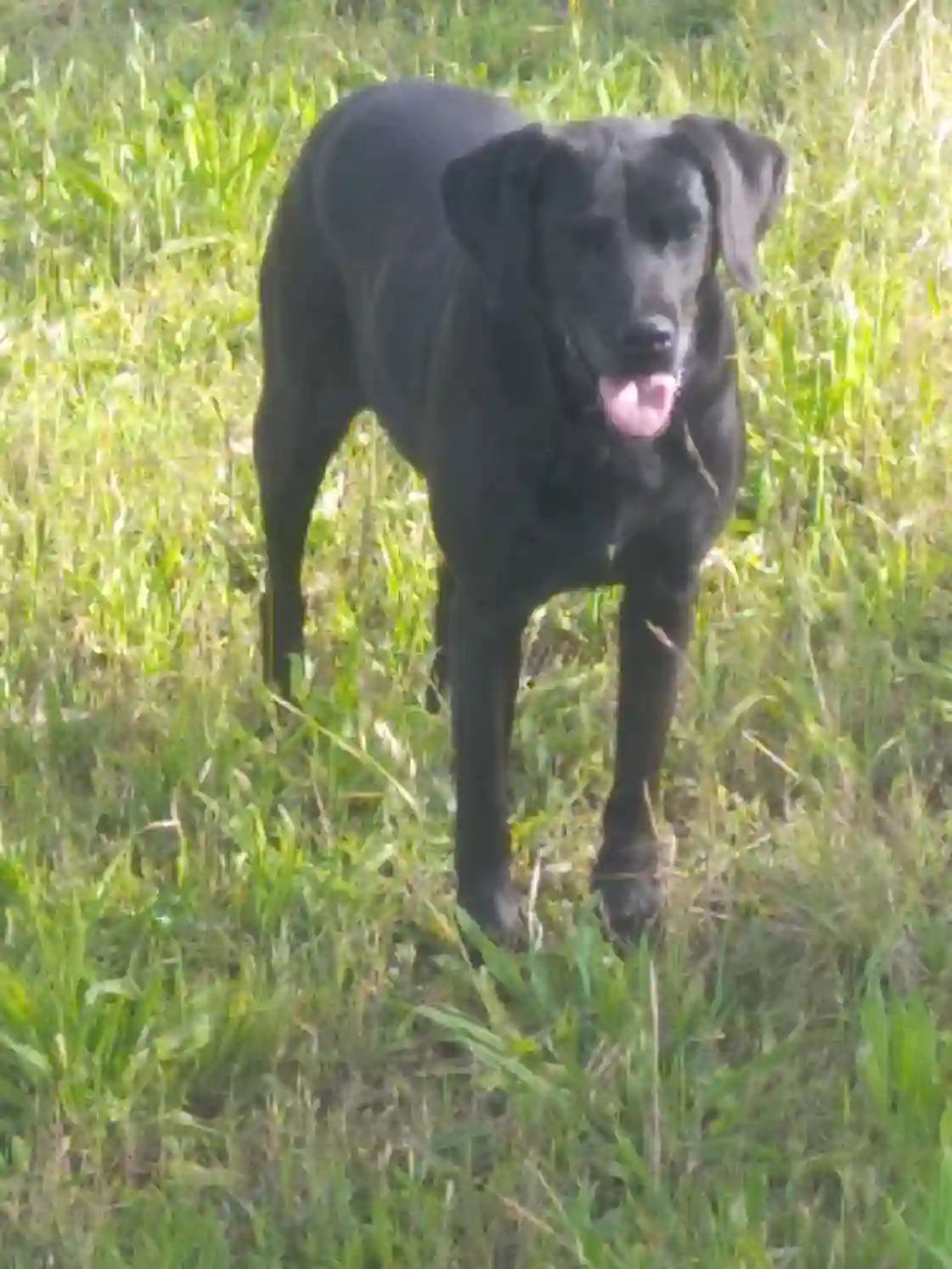 Chienne Perdue 82 Tarn-et-Garonne - Windy