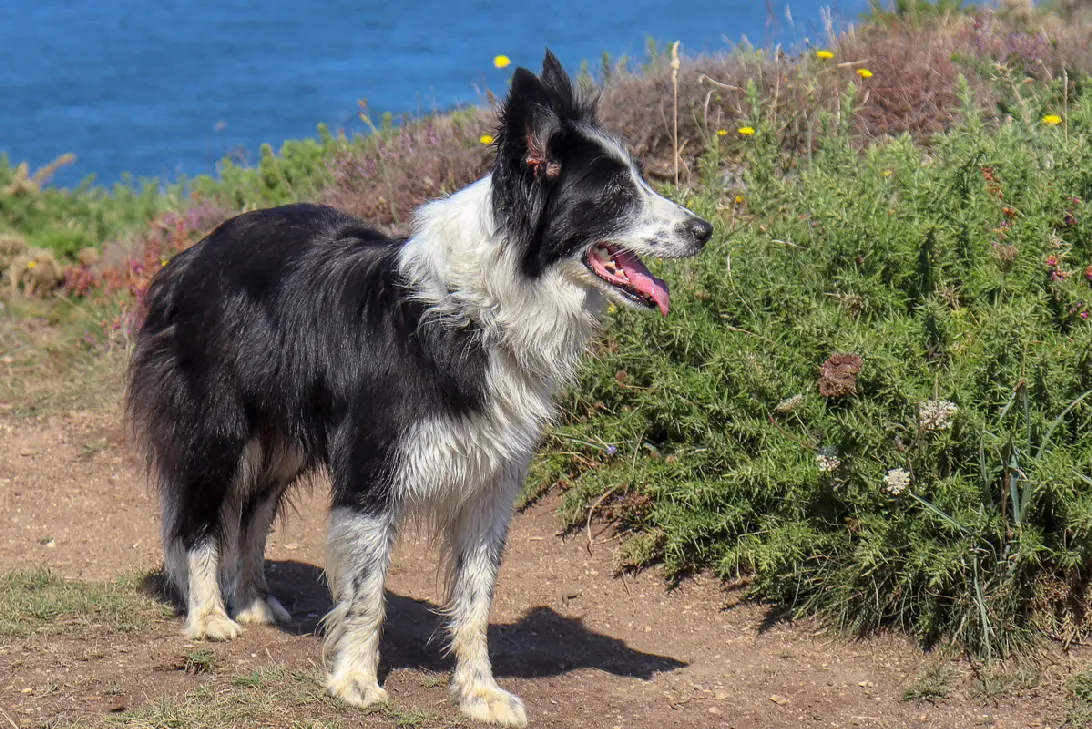 Chienne Perdue 84 Vaucluse - Ollie