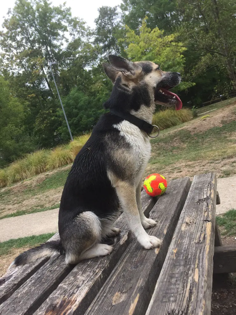 Chienne Perdue 92 Hauts-de-Seine - Nala