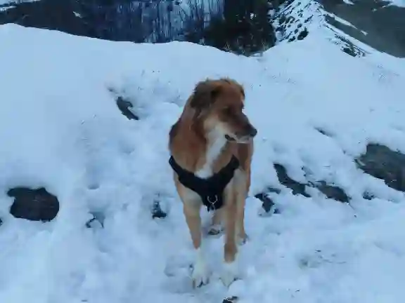 Chienne Trouvée 05 Hautes-Alpes - Rasta