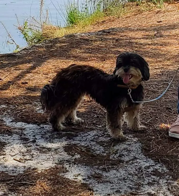 Chienne Trouvée 33 Gironde