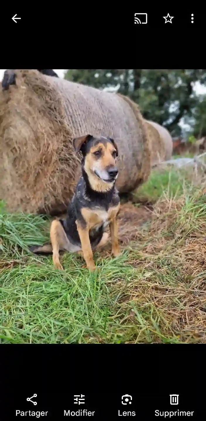 Chienne Trouvée 35 Ille-et-Vilaine - Madison