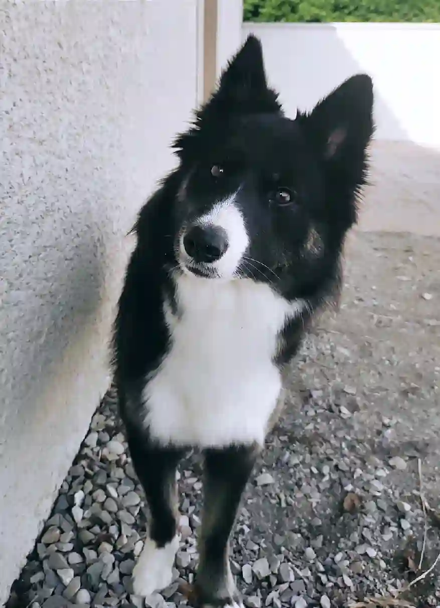 Chienne Trouvée 38 Isère - Luna