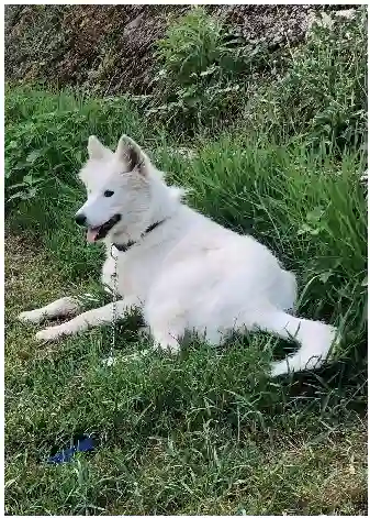 Chienne Trouvée 40 Landes - Bosnie