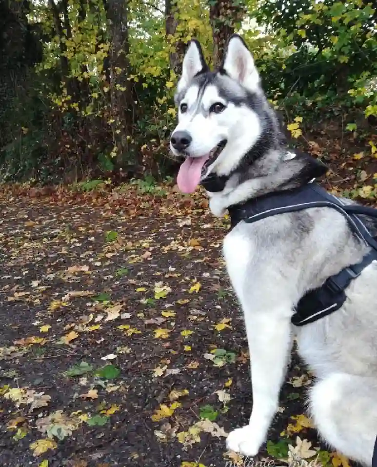 Chienne Trouvée 49 Maine-et-Loire - Laïka