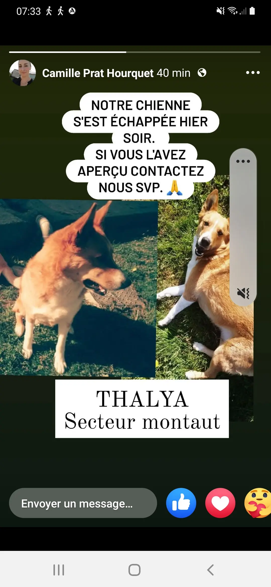 Chienne Perdue 64 Pyrénées-Atlantiques - Thalya