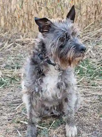 Chienne Trouvée 66 Pyrénées-Orientales - Amy