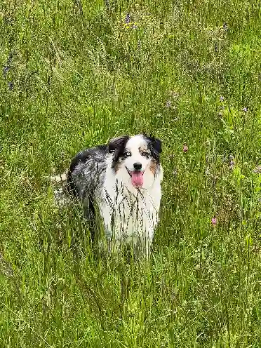 Chienne Trouvée 71 Saône-et-Loire - Raya