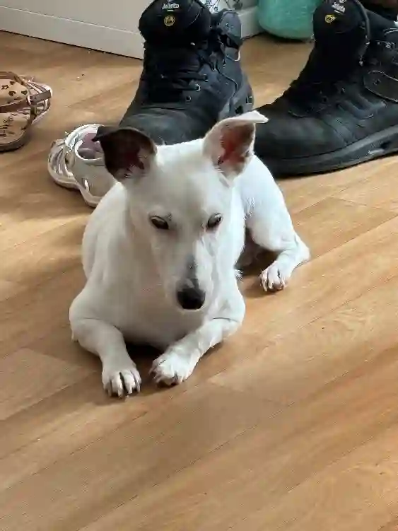 Chienne Trouvée 77 Seine-et-Marne - Plume