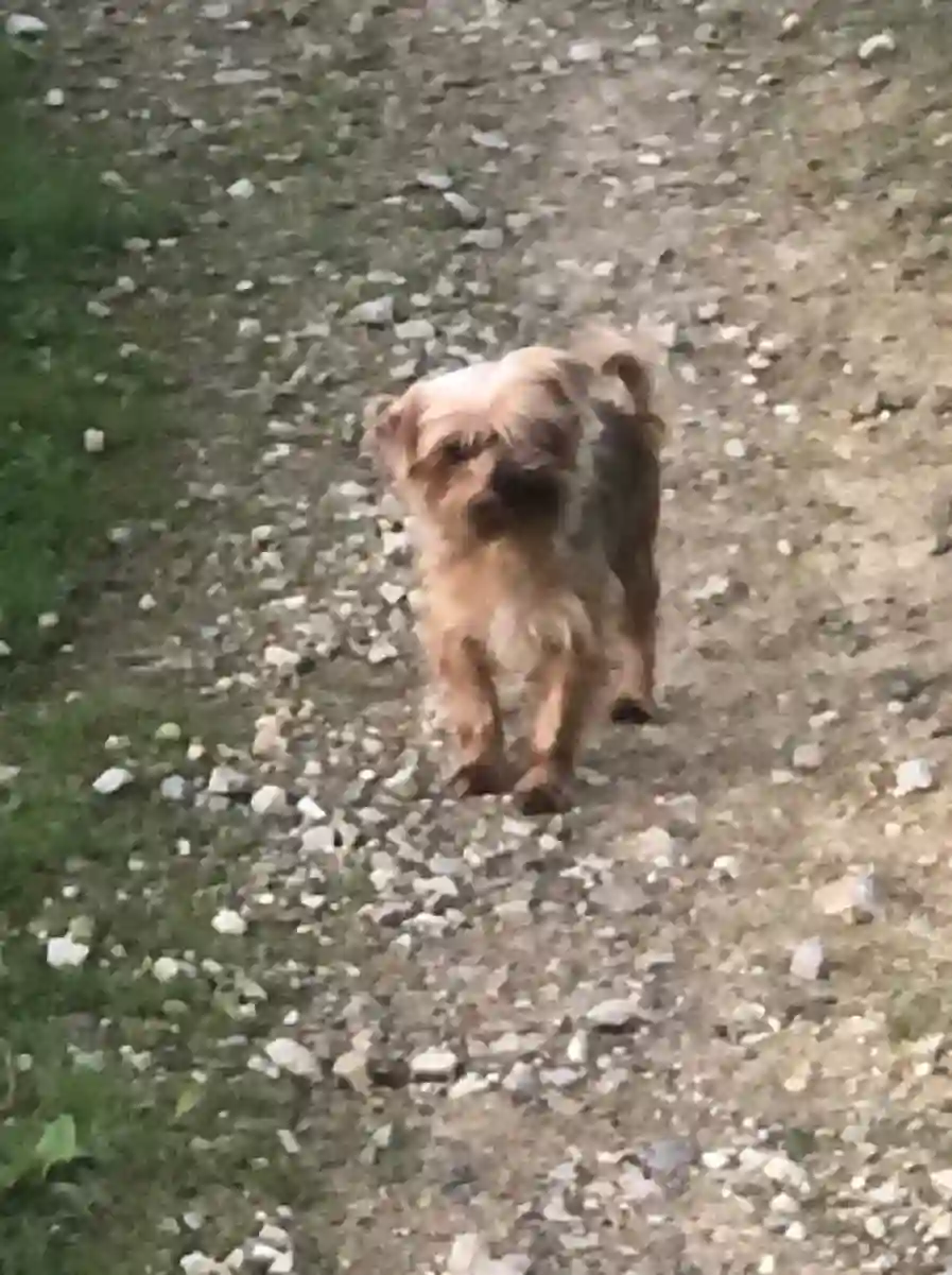 Chienne Trouvée 92 Hauts-de-Seine - Daisy