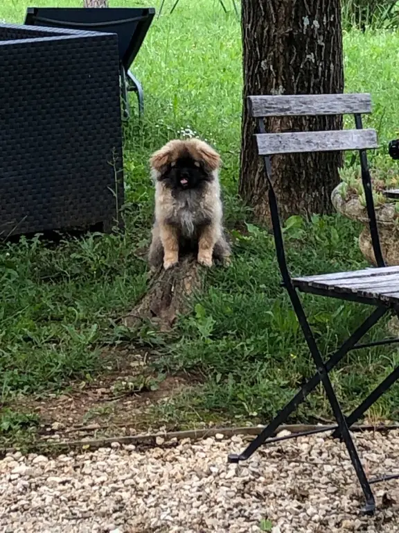 Chienne Trouvée 07 Ardèche - Urka