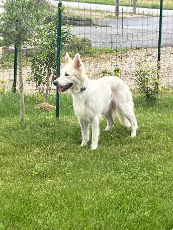 Chienne Trouvée 38 Isère